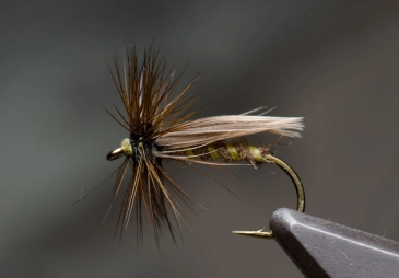 Europea 12 Europea 12