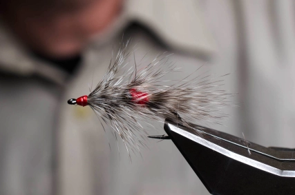 Racoon done Racoon done