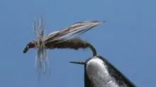 Video thumb for Little Brown Stonefly