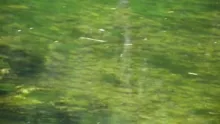 Video thumb for Feeding French fish