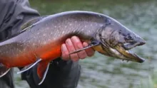 Video thumb for Tungulaekur