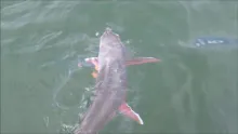 Video thumb for Arctic char mania