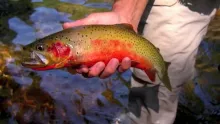 Video thumb for Slim & Jimbob's Excellent Odyssey of the Fishon River