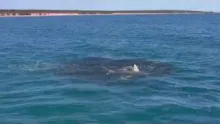Video thumb for Weipa baitballs 