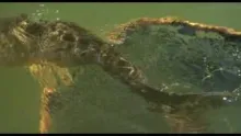 Video thumb for More great carp fishing