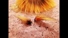 Video thumb for Flash Banana