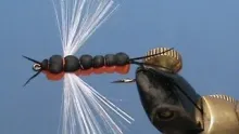 Video thumb for Bunyan Bug #2