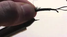 Video thumb for Egg Sucking Girdle Bug