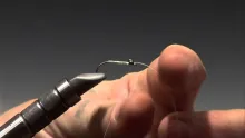 Video thumb for Mullet Shrimp
