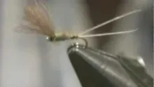 Video thumb for Ed Englen Olive Biot Dun